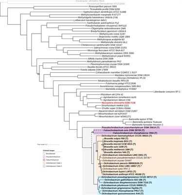 Taxonomic Organization of the Family Brucellaceae Based on a Phylogenomic Approach